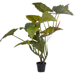 Pianta decorativa Taro 180