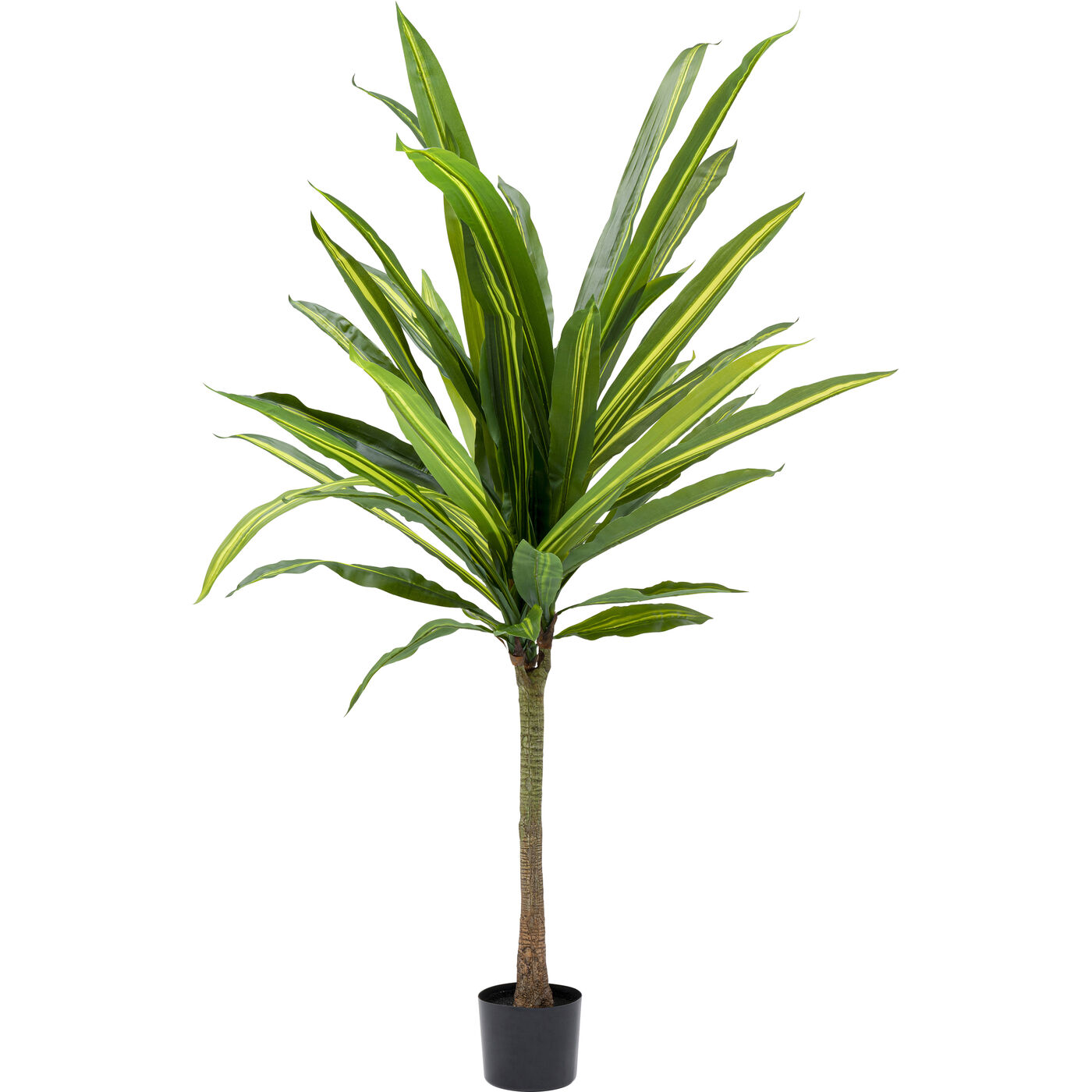 Planta deco Dracaena Fragrans 180