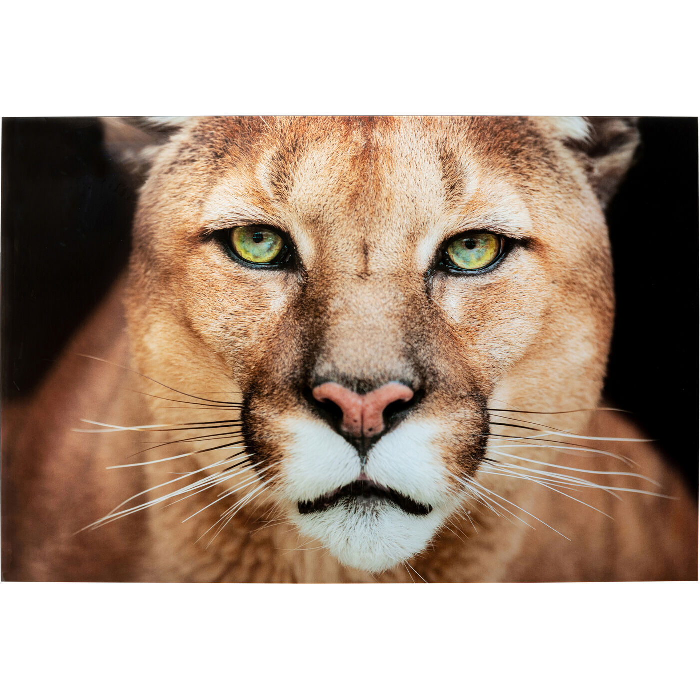 [53598] Cuadro cristal Lioness 150x100cm