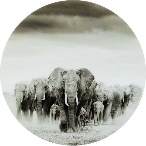 Glass Picture Elephant Walk Ø120cm