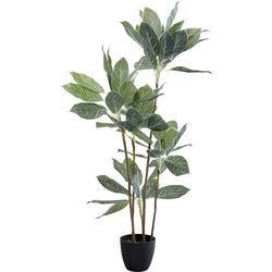 Planta Deco Calathea 140cm