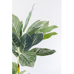 Plante décorative Calathea 140cm