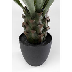 Plante décorative Agave 85cm