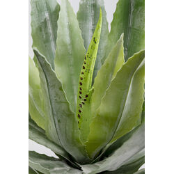 Plante décorative Agave 40cm