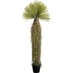 55919 - Pianta decorativa Yucca Rostrata 180cm