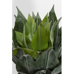 Pianta decorativa Agave 120cm