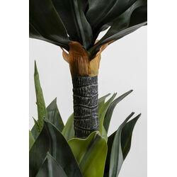 Pianta decorativa Agave 120cm