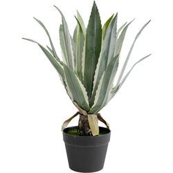 55925 - Deko Pflanze Agave 50cm