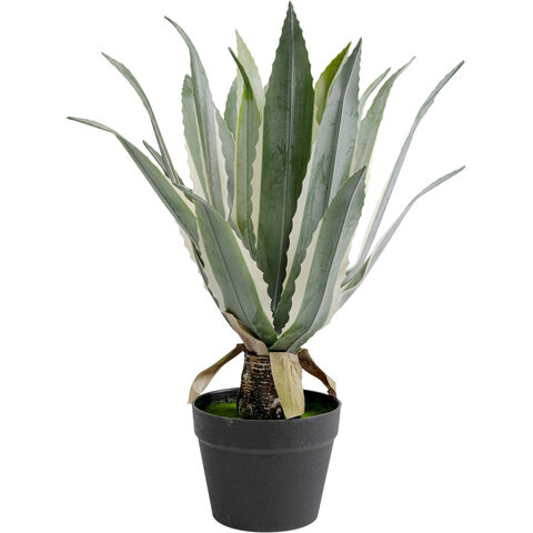 Deco Plant Agave 50cm