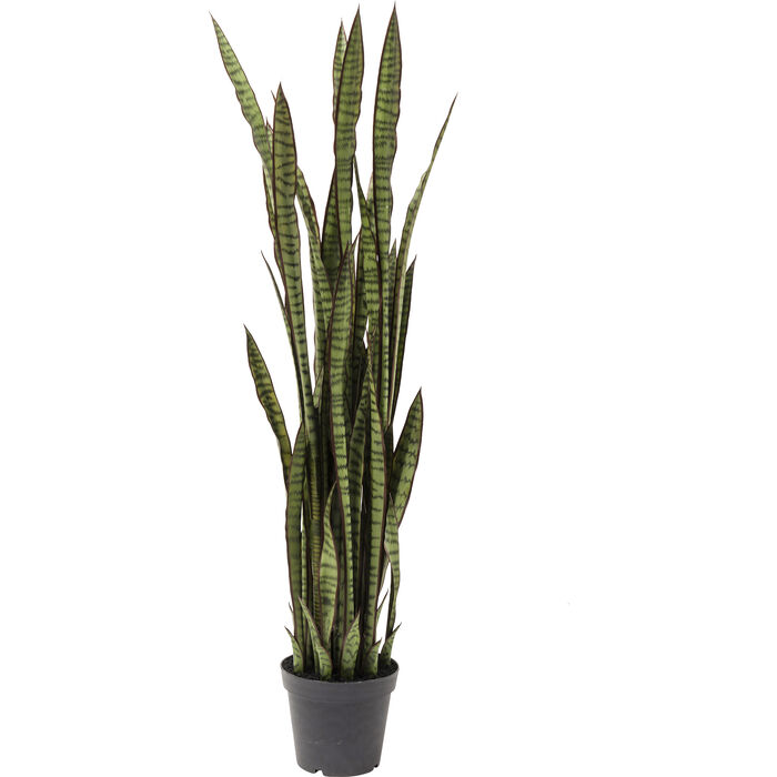 Deko Pflanze Sansewieria 155cm