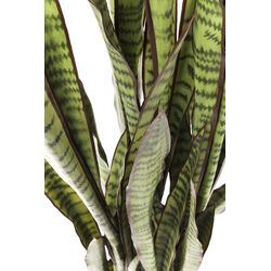 Plante décorative Sansewieria 155cm