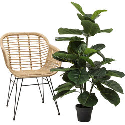 Pianta decorativa Fiddle Leaf 120cm