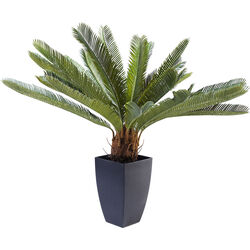 Pianta decorativa Cycas Tree 78cm