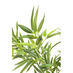 Pianta decorativa Bamboo Tree 200cm