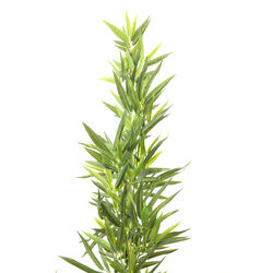 Planta deco Bamboo Tree 200cm