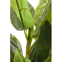 Planta deco Banana Tree 180cm